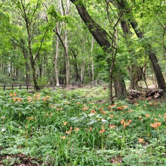 万葉庭園へ降りるところのキツネノカミソリ群生地にも来てみました。
ちらほらですね🧡