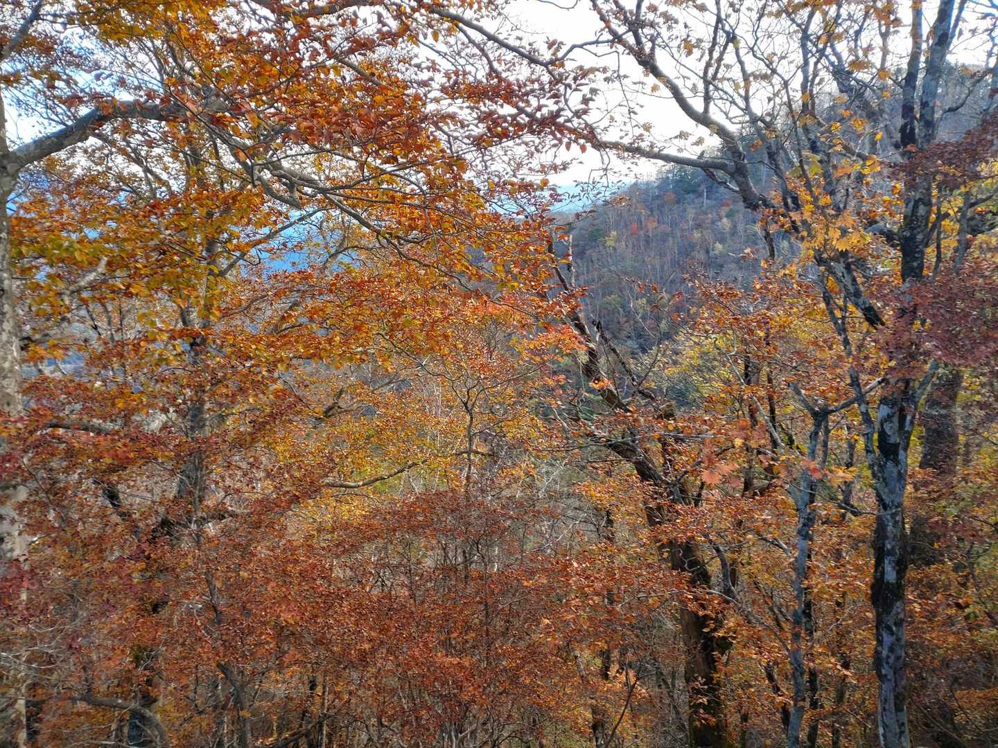 釈迦ヶ岳（高原山）往復コースの写真