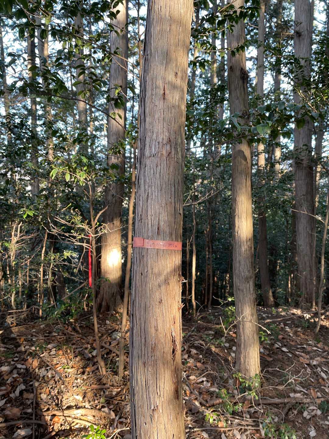 りゅうがい山山頂（登山詳細図では漢字の龍崖山）ここに来るまでの道を間違えてたどり着くのに時間かかりました〜💦
吾野駅から山道を少し歩いた所にある道標を左に戻る感じの道を進めば踏み跡あるので迷いません