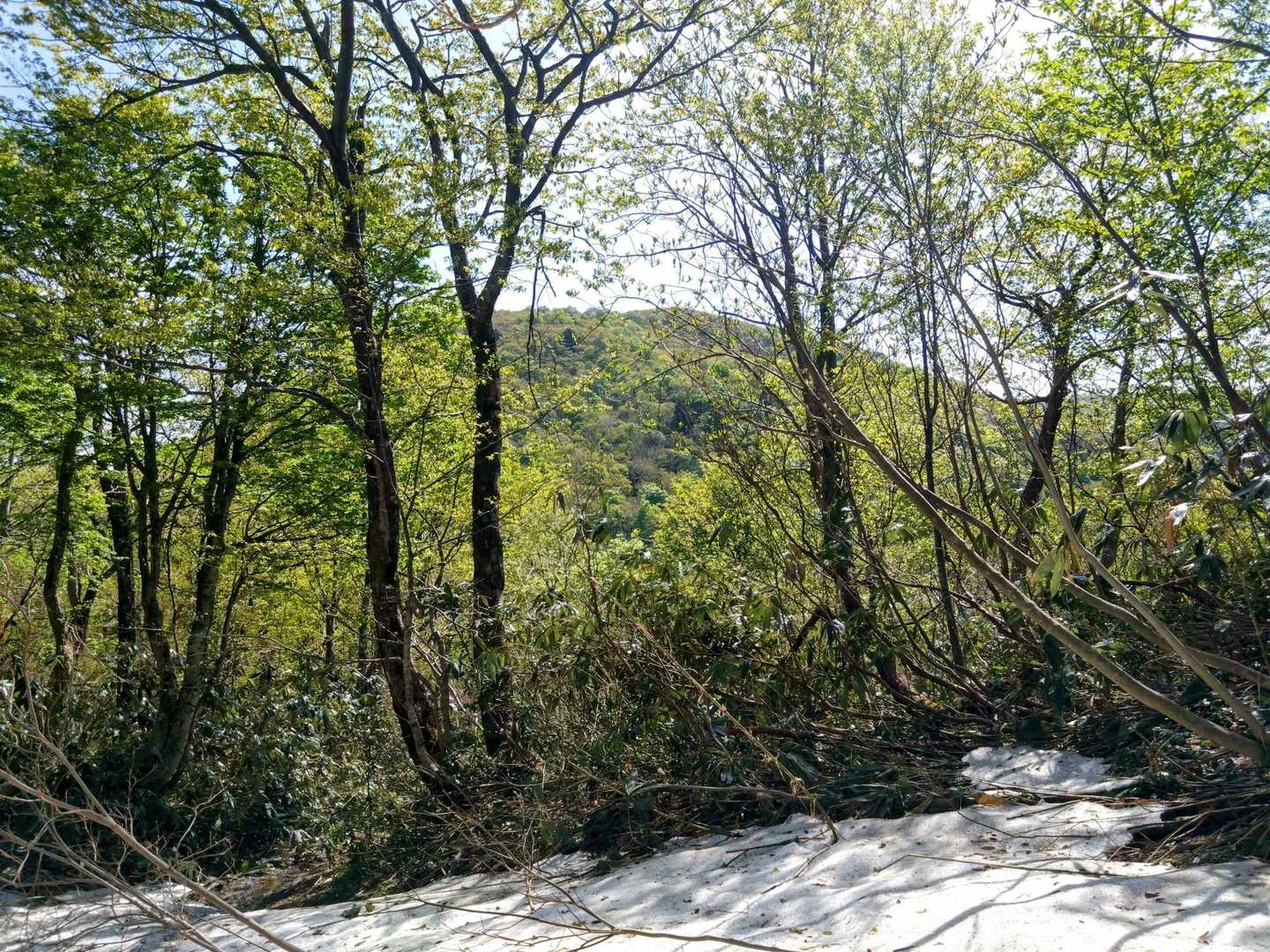 さて、前山を過ぎると、本日のミッション、「権現山」が現れてくる🏕️

行蔵が医王山に徘徊し始めた頃、何気に杣道を辿り、藪漕ぎの末に到達したこの山☝️
山頂に来てみると、それまでの悪路とうって変わった抜群の展望と、そこを愛する山人たちの思いで心底感動し、何故ヤマップが山頂認定しないのか、義憤に駆られていたのだった🤬