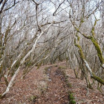 まだお腹空いてないので次へ。
ここからは初めましてのルート