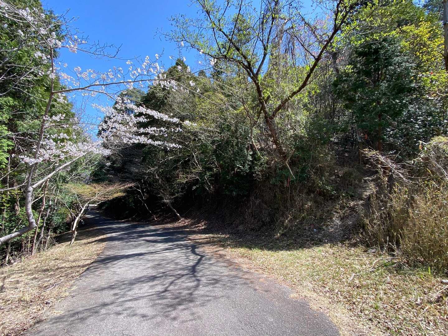 YAMAPの赤線登山口、今は無くなっているので
もう少し舗装路を先に進んだここから登ります🚶‍♀️
（振り返ってます、右の赤テープから）
