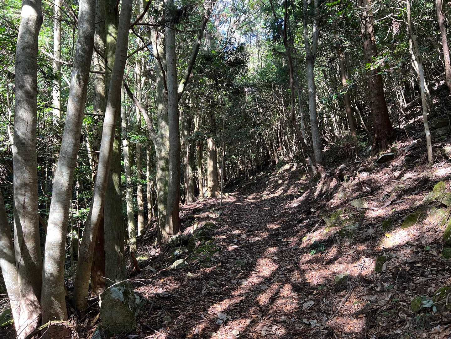 カナディアン大磯登山口-大船山 往復コースの写真