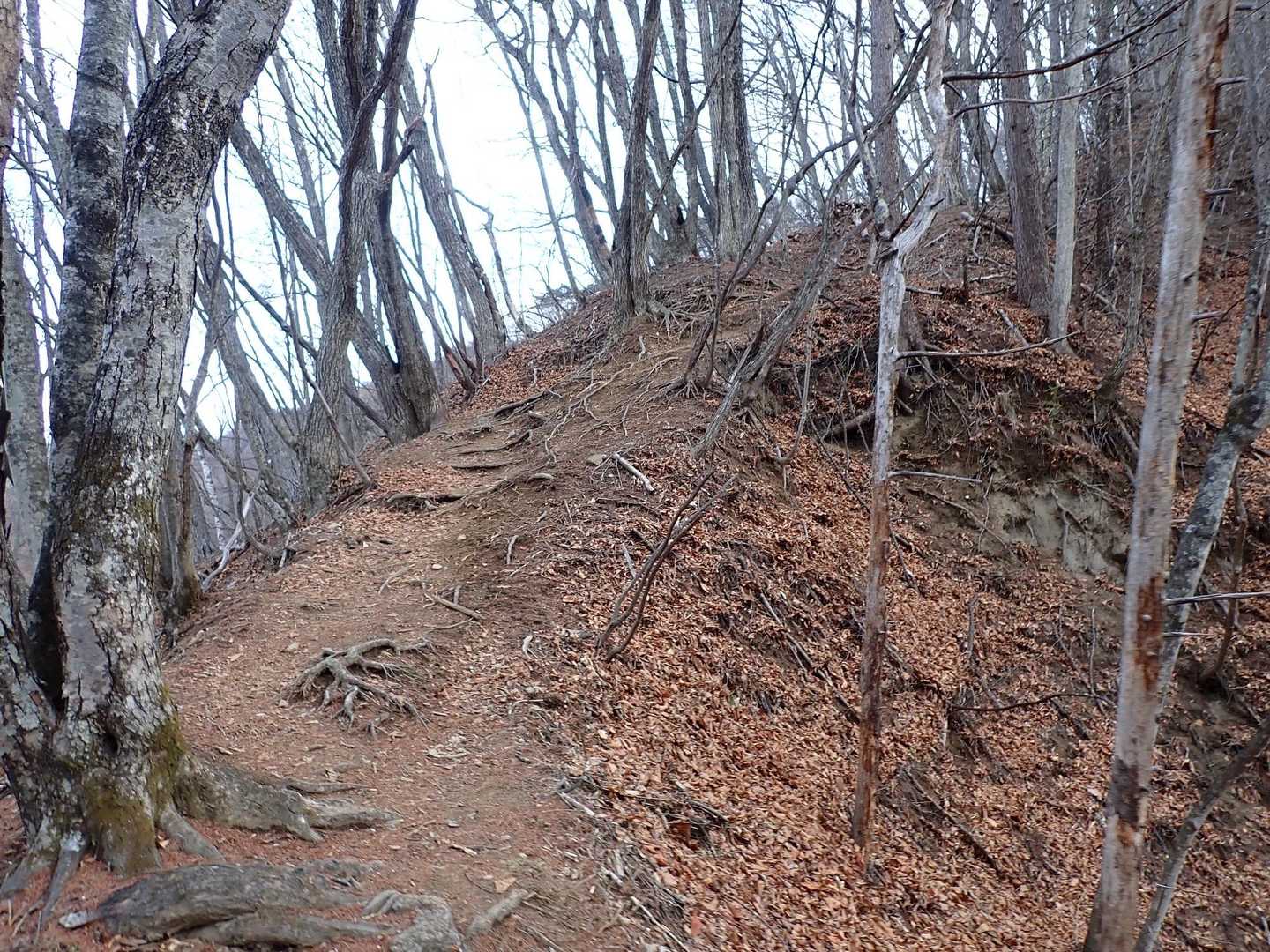 歩きやすいけど、なかなかの登りです⤴️