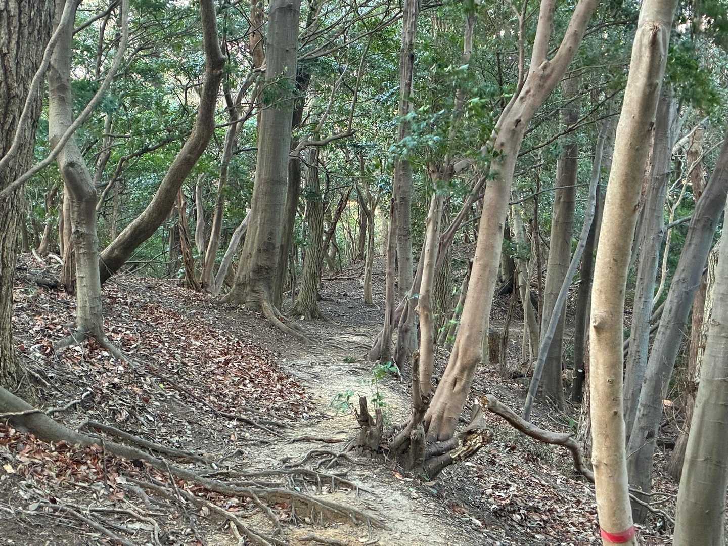 いつも賑わっている宮路山
今日はすれ違いの挨拶は1回だけ
本当に静かでした