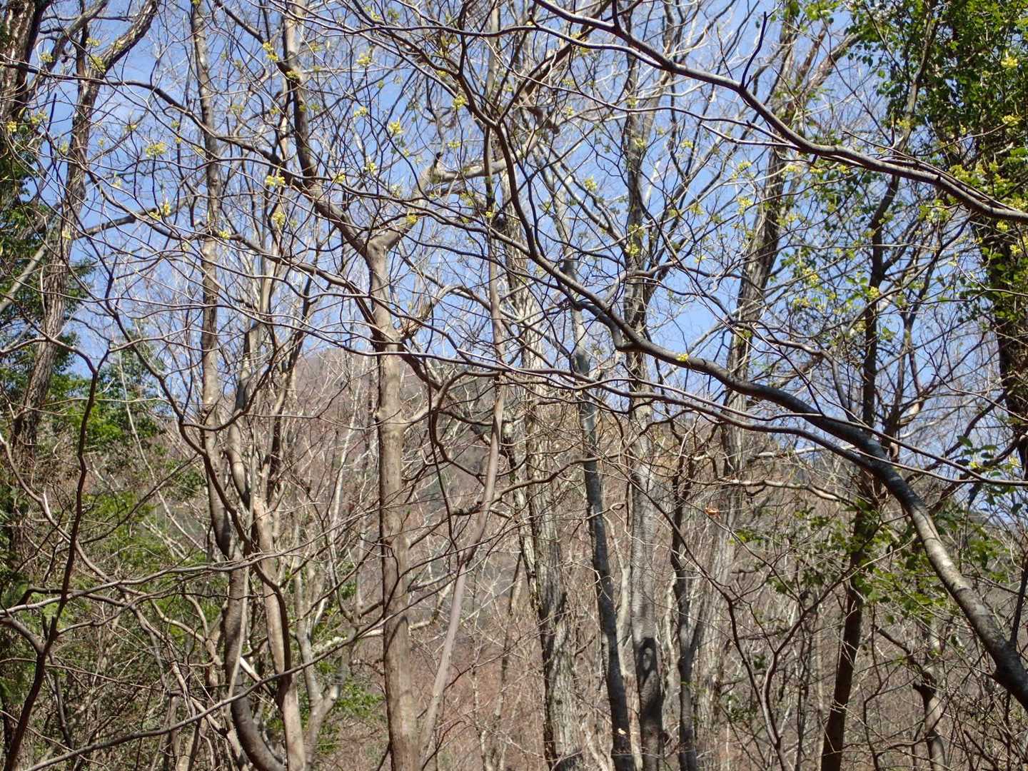 木々の間から岩岳