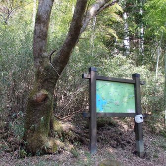 ここから旧街道へ