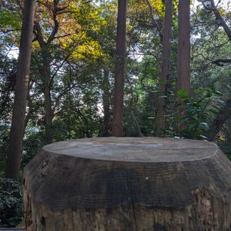 切株アートの切紙細工は、今月はお休み？