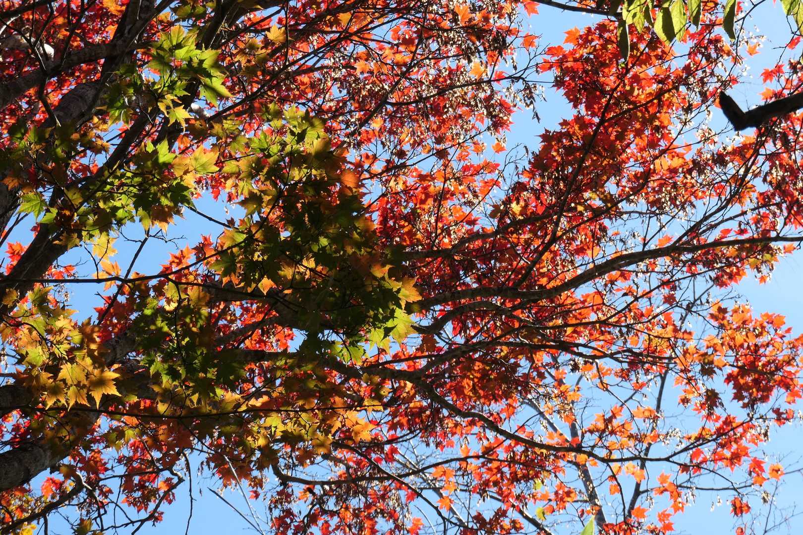 🍁
