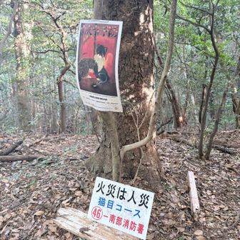 猫目コース🐈