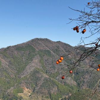 猫山🐈‍⬛にはまだ雪は来てない