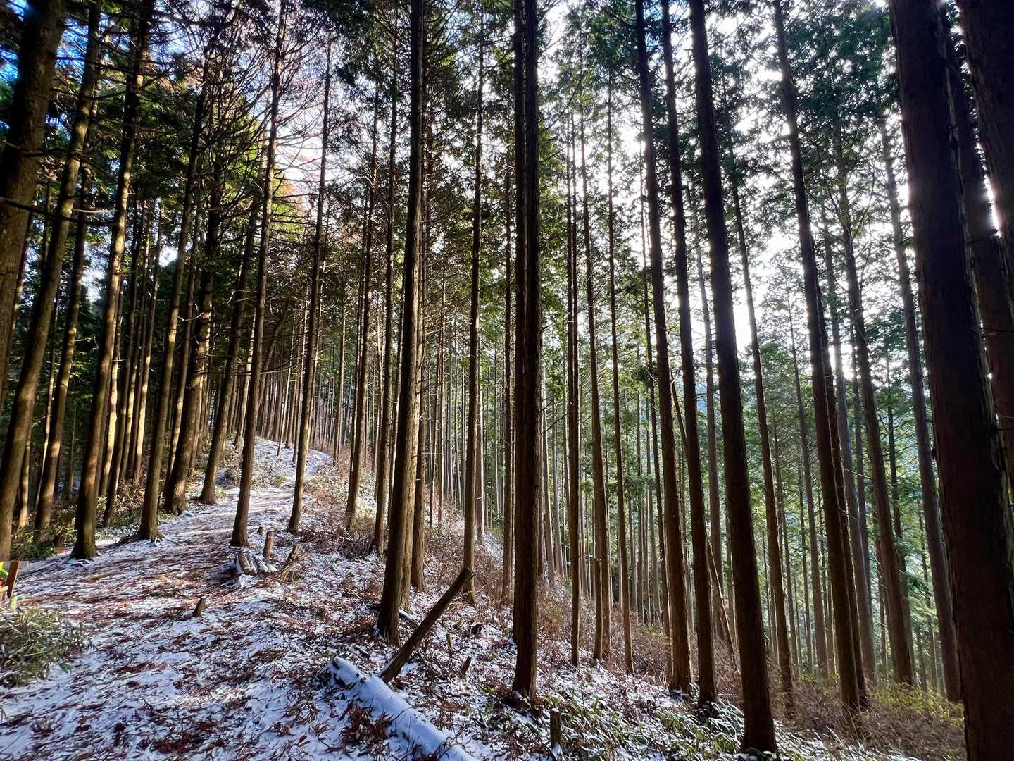 百ヶ辻登山口-金剛山 往復コースの写真