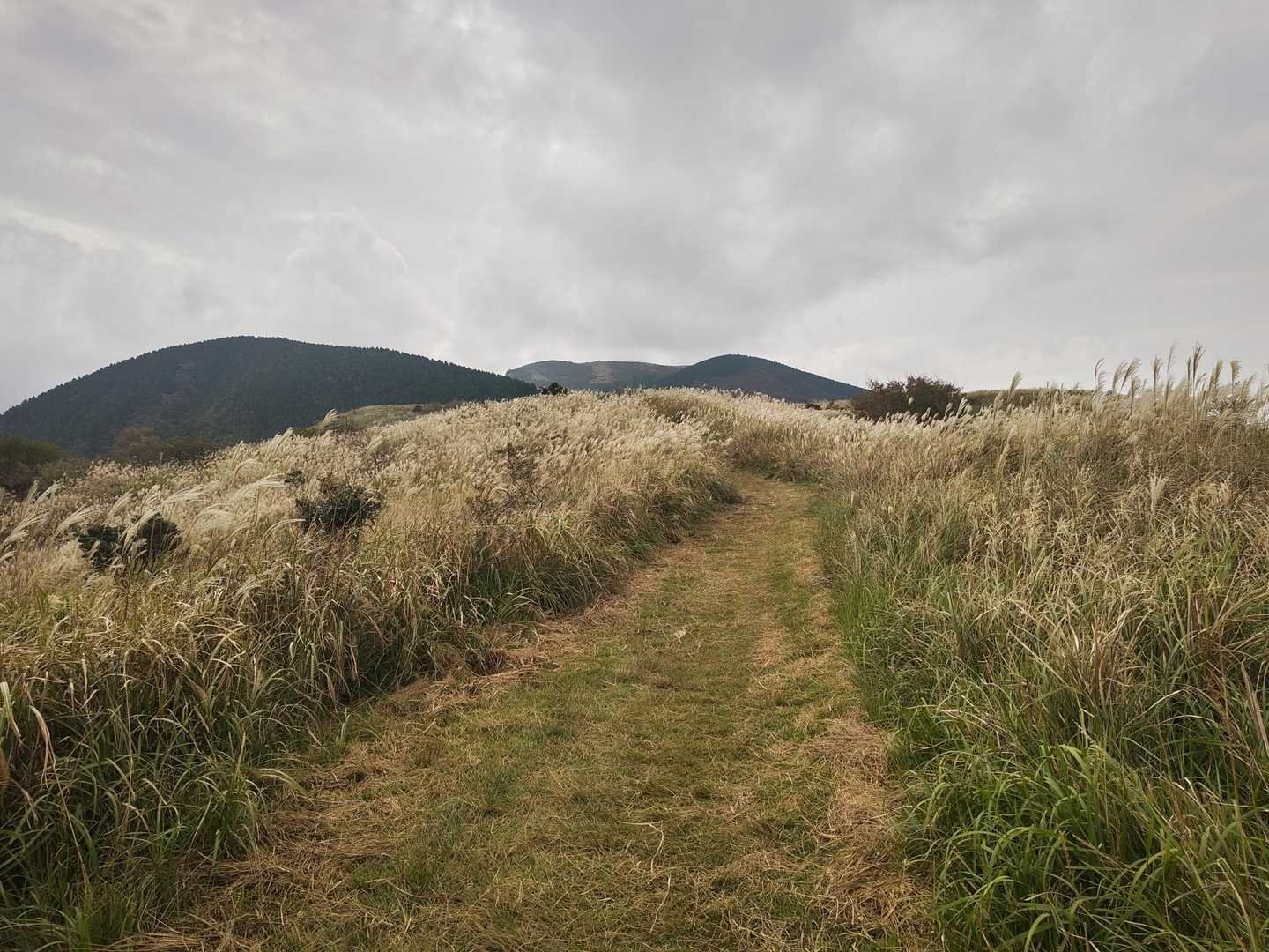 ススキの草原広がるエリア
奥に俵山山頂が見えます