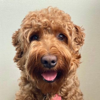 モッピーの世話係