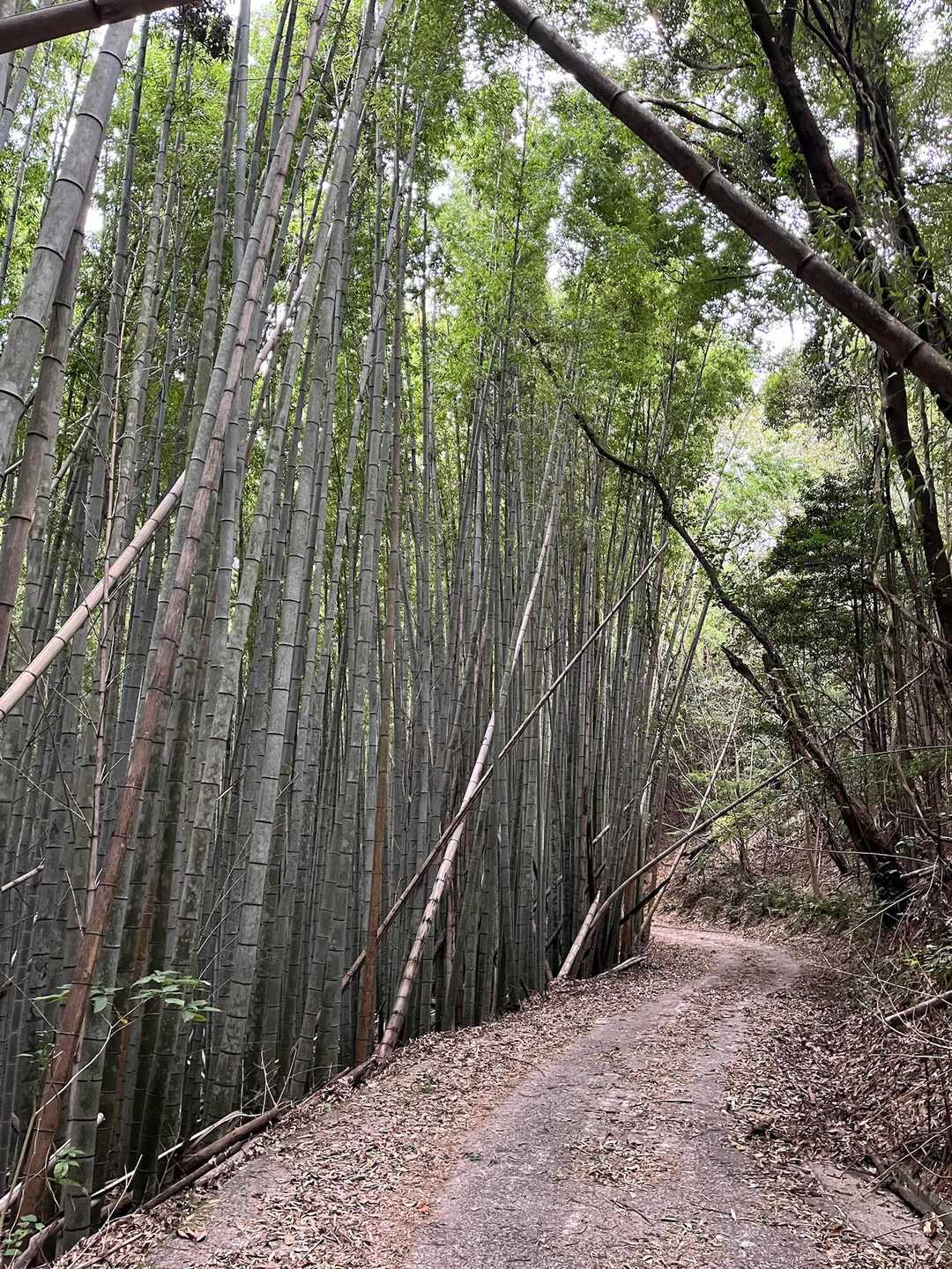 琴石山 周回コースの写真