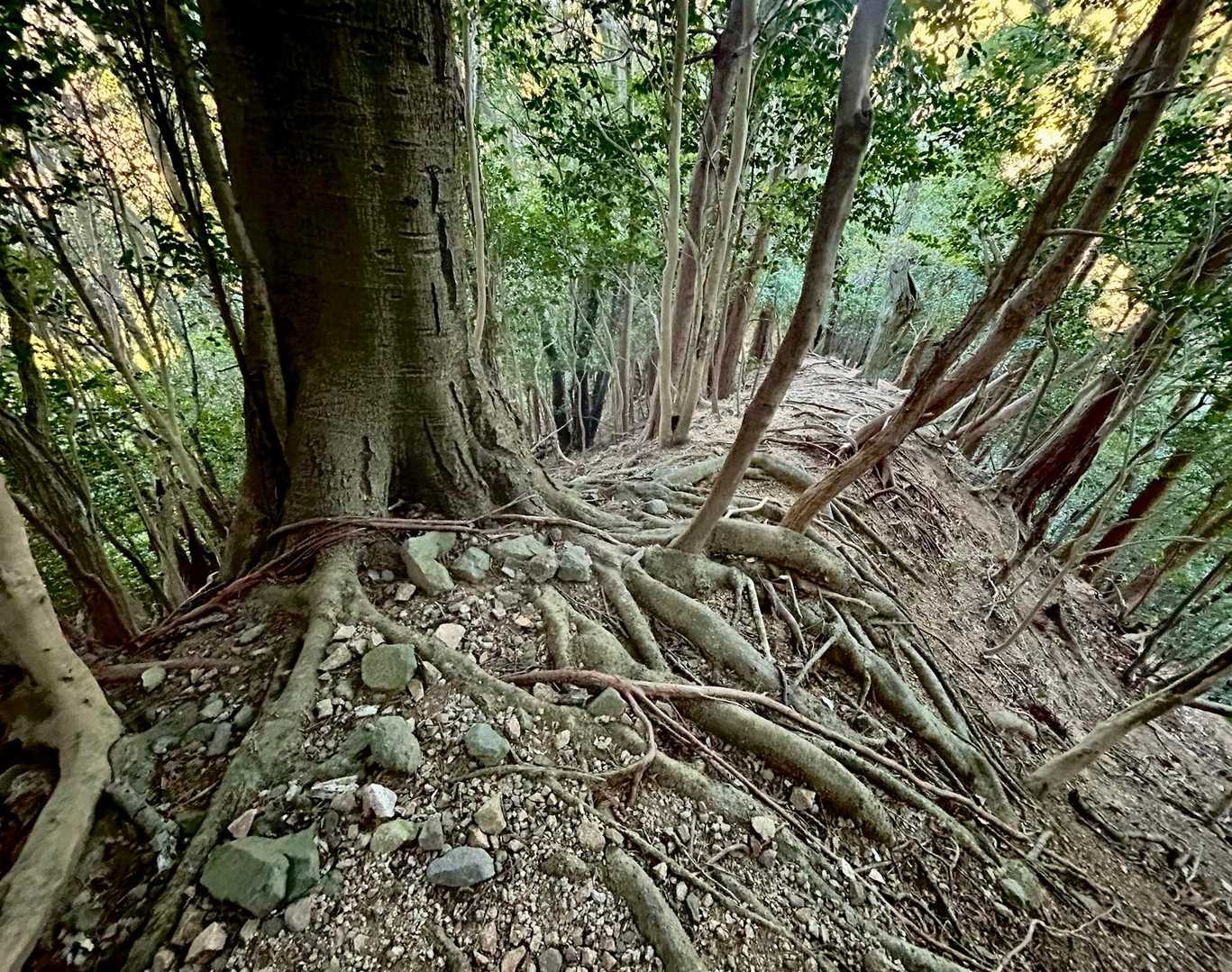 久しぶりの鈴鹿のお山歩🎒にワクワク😁
