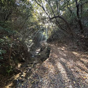 朝陽がいい感じ