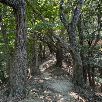 気持ちの良い尾根道が続く