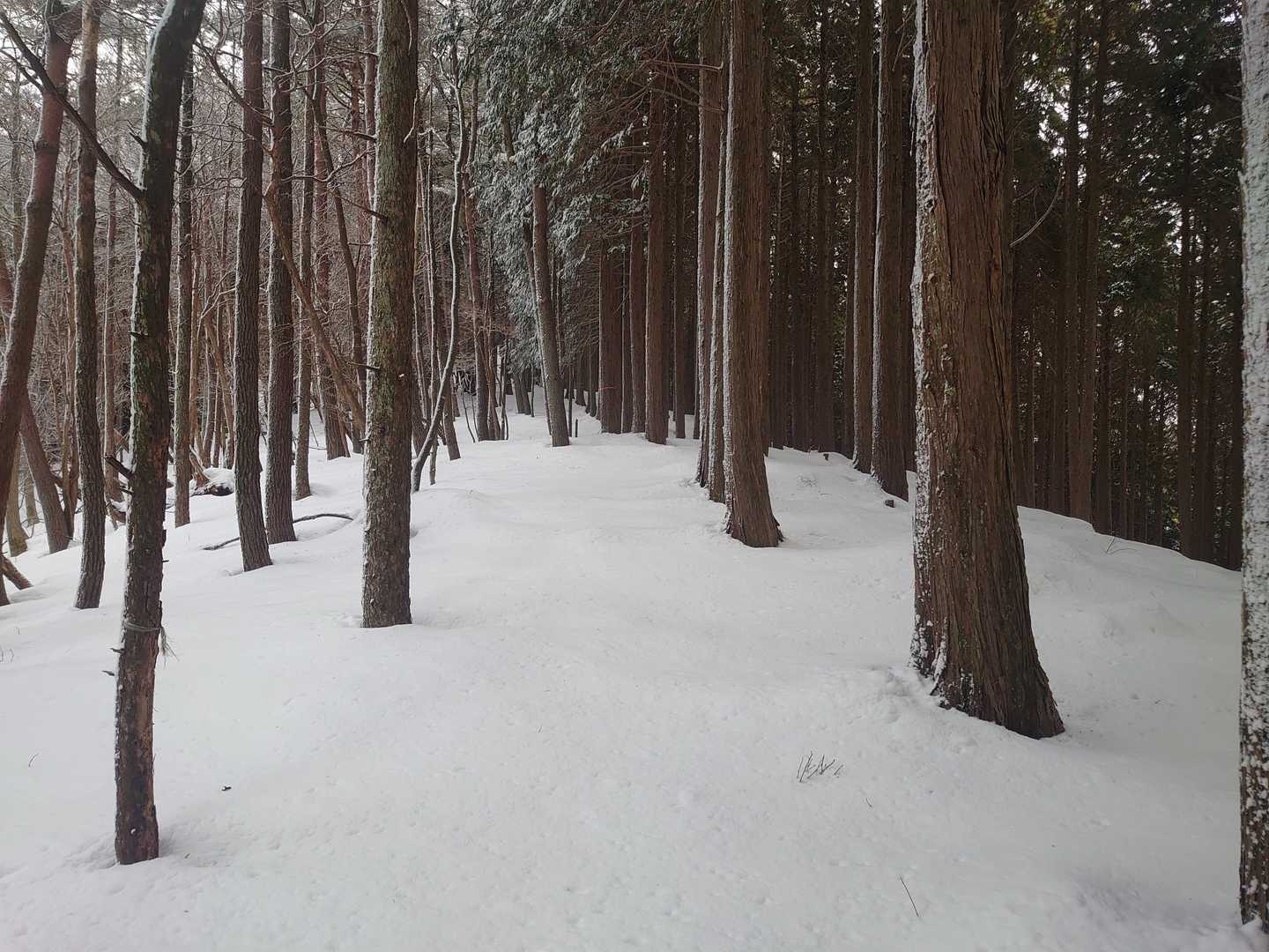 この辺から踏み跡ありません。