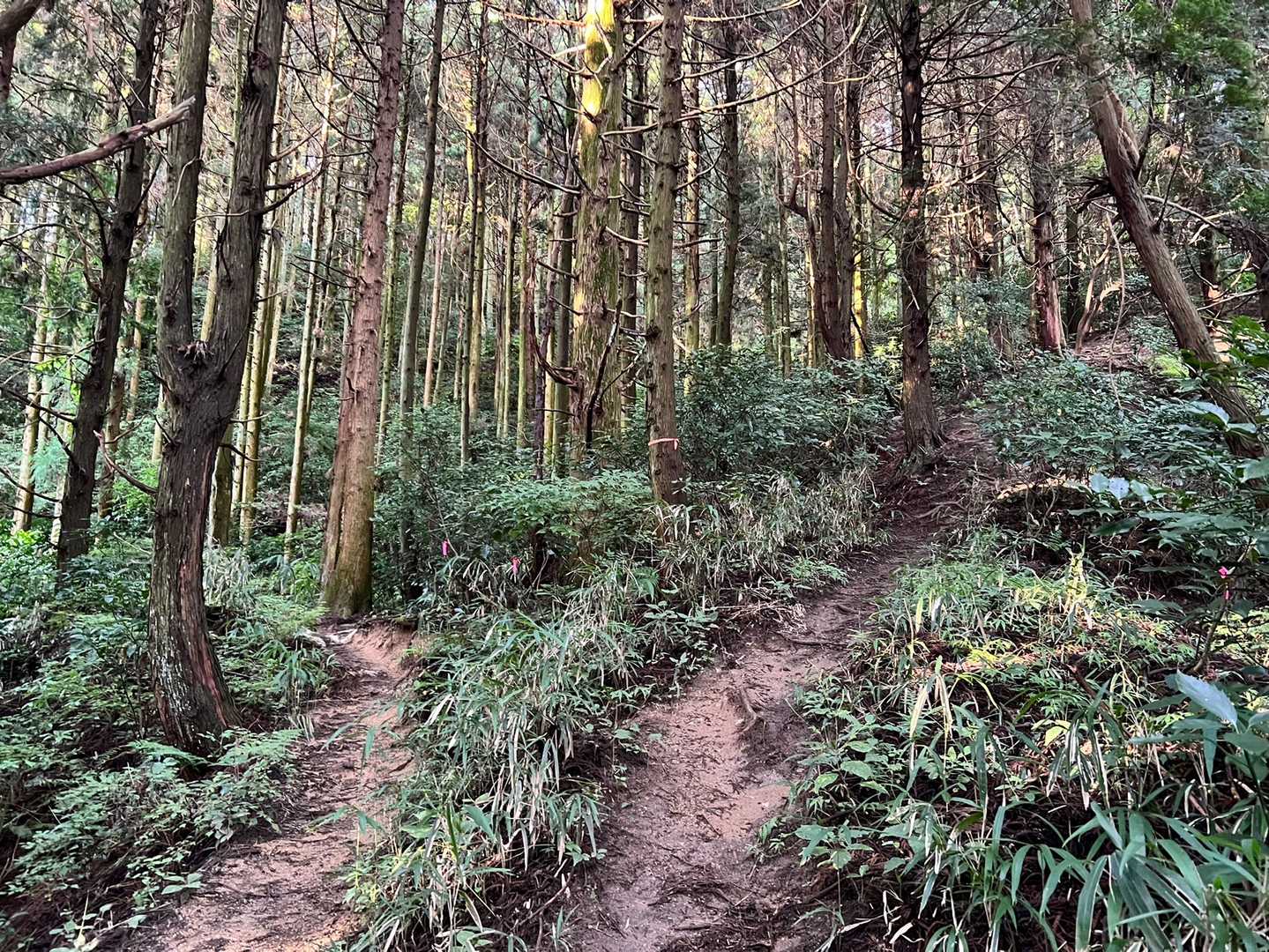 金剛山山頂売店-金剛山 往復コースの写真