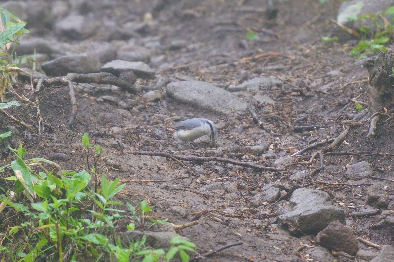ゴジュウカラ。
ブナの実を食べようと一生懸命奮闘していました。