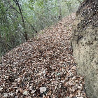 道なき道を歩いていくとそのうちにそれっぽい所へ