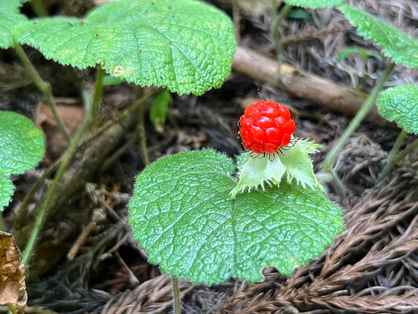 こちらはコバノフユイチゴの実