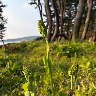 ミチノクヤマタバコ

今月末には咲くそうです