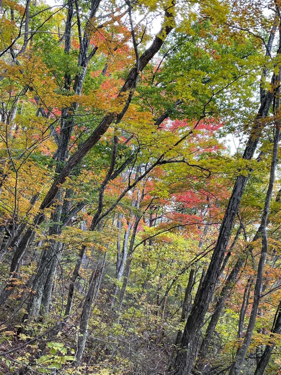 廻りを見渡せば、綺麗な紅葉です