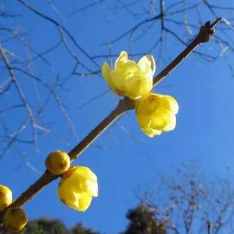 素敵な色味の蝋梅💛青空に映えてます
