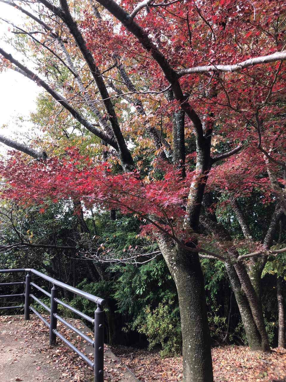 JR宇治駅-宇治神社-宇治上神社-大吉山 往復コースの写真