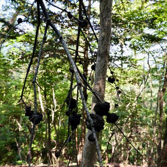 …この枝に生えたコブ状のカビみたいのは
すす病って言うらしい😷