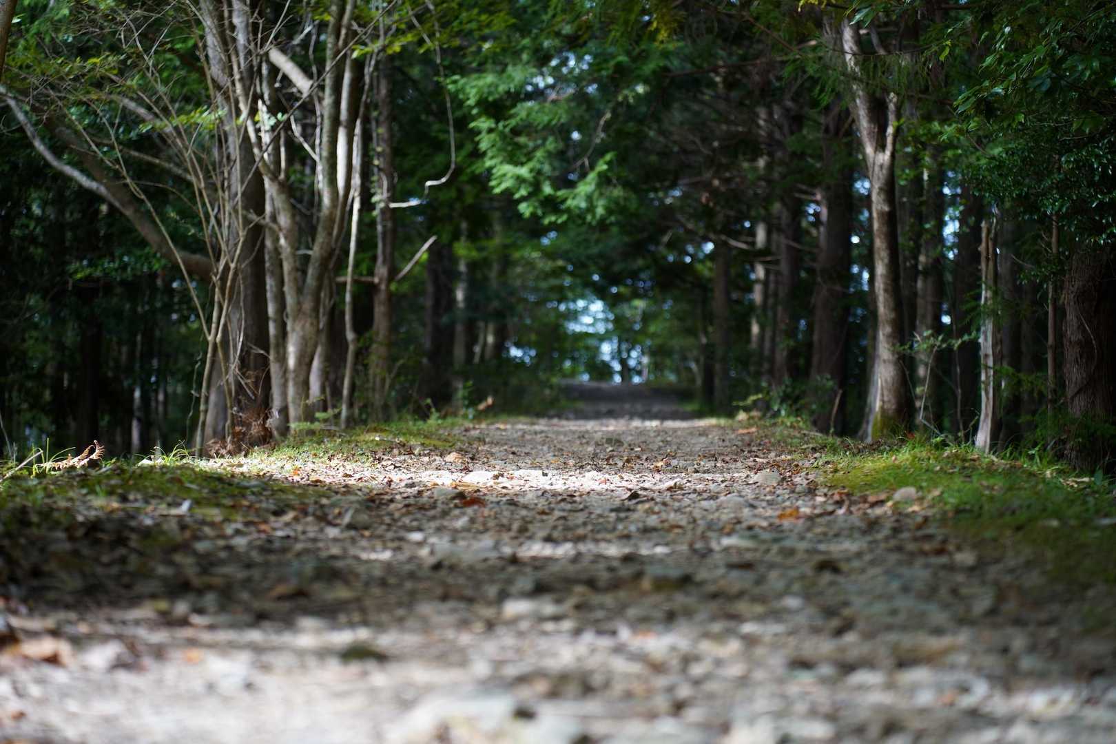 滝尻王子-不寝王子-剣ノ山-高原熊野神社 往復コースの写真