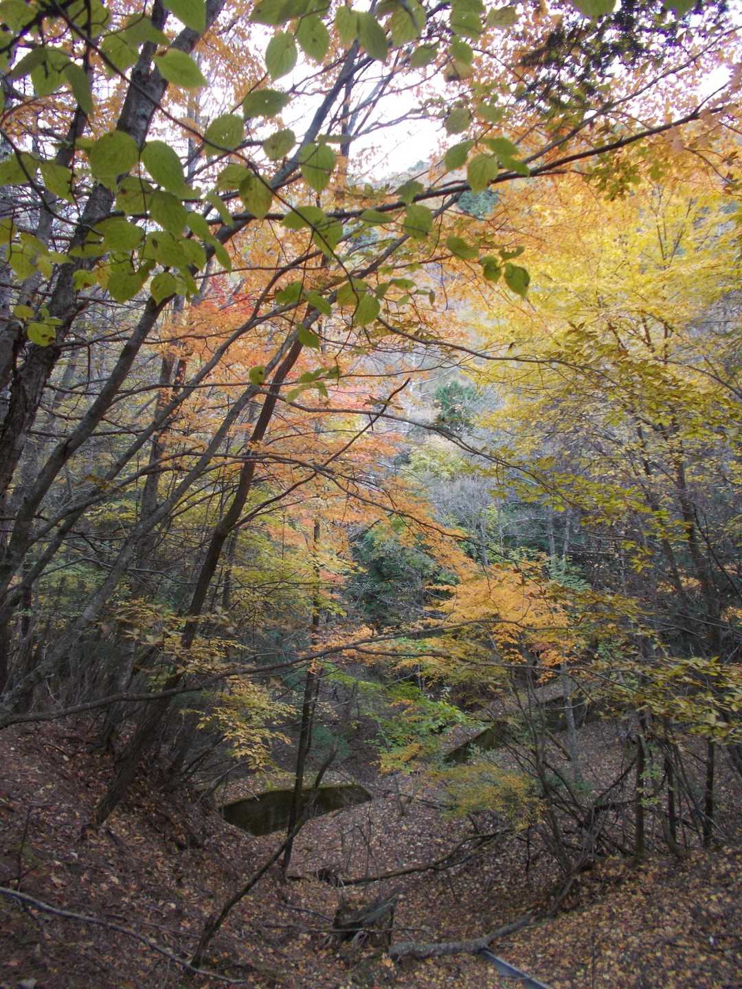 登山道の紅葉