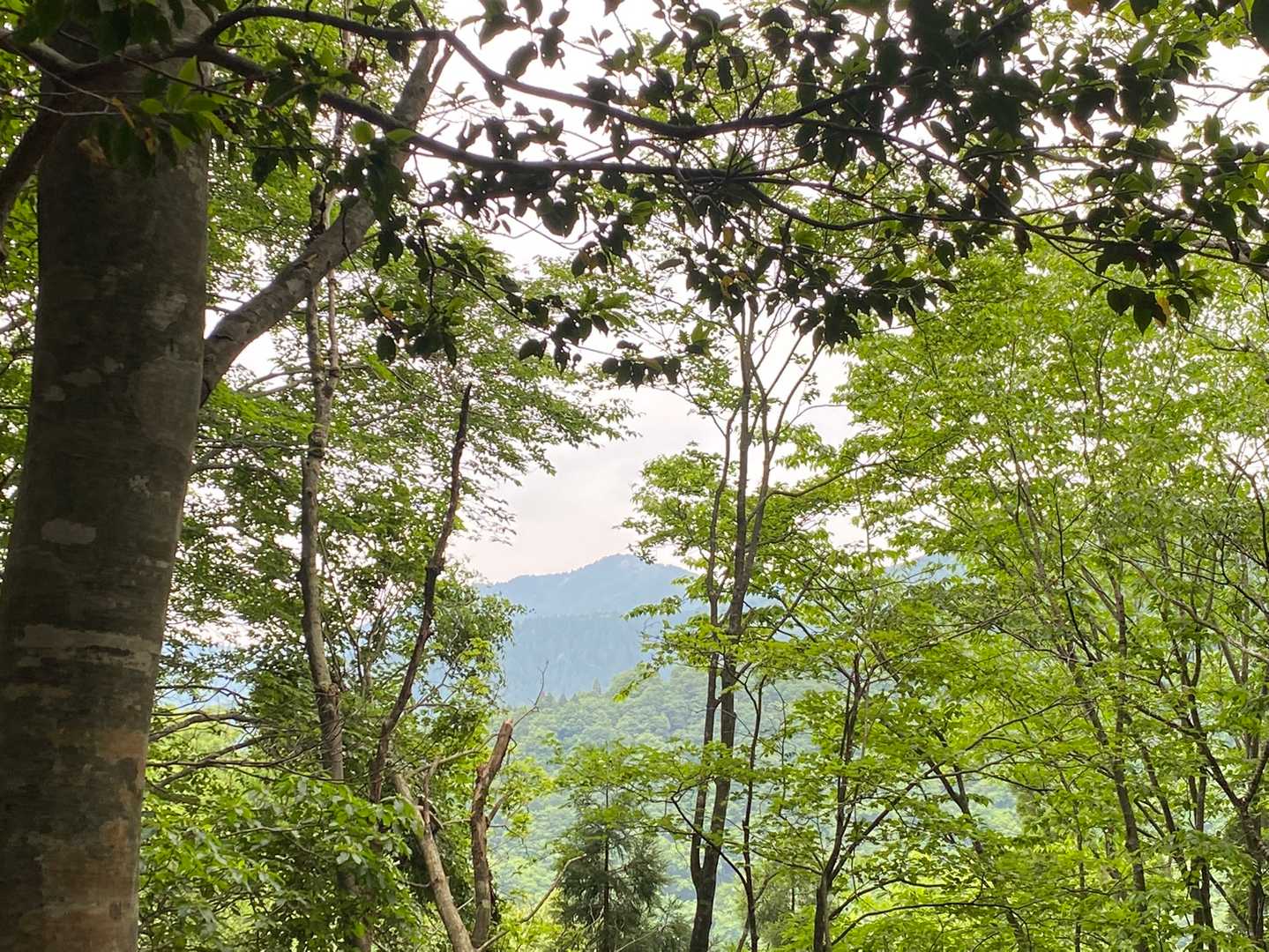 展望が開けた 👏
あれは、百里ヶ岳⛰？