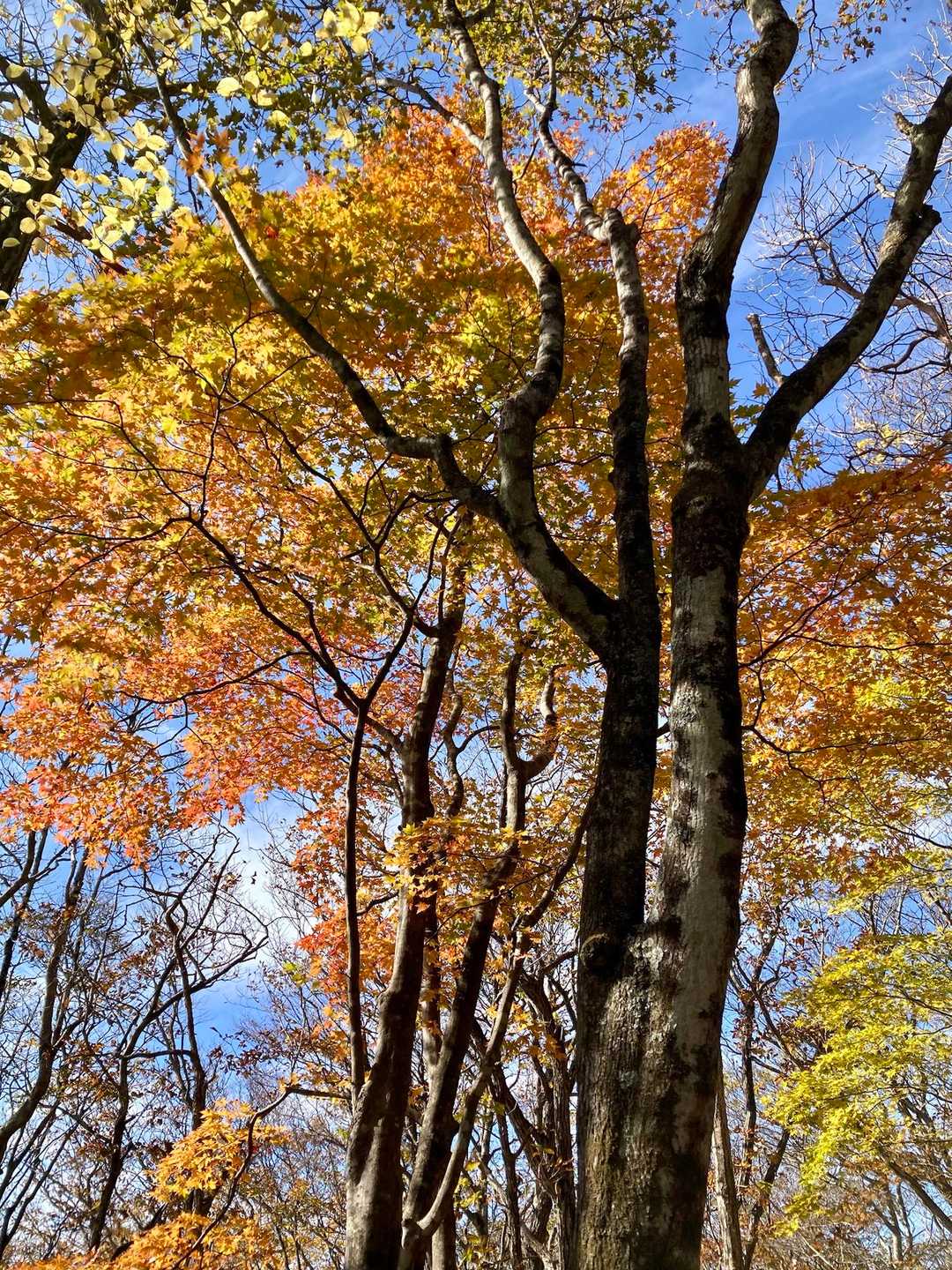この付近も美しい紅葉🍁