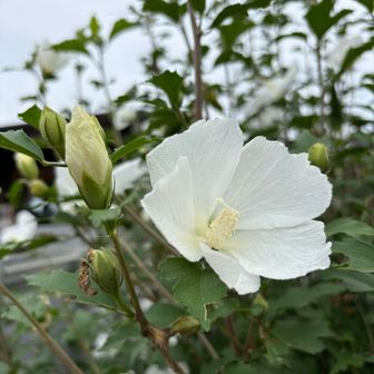 ムクゲ

まだ夏の花も咲いてた🌸