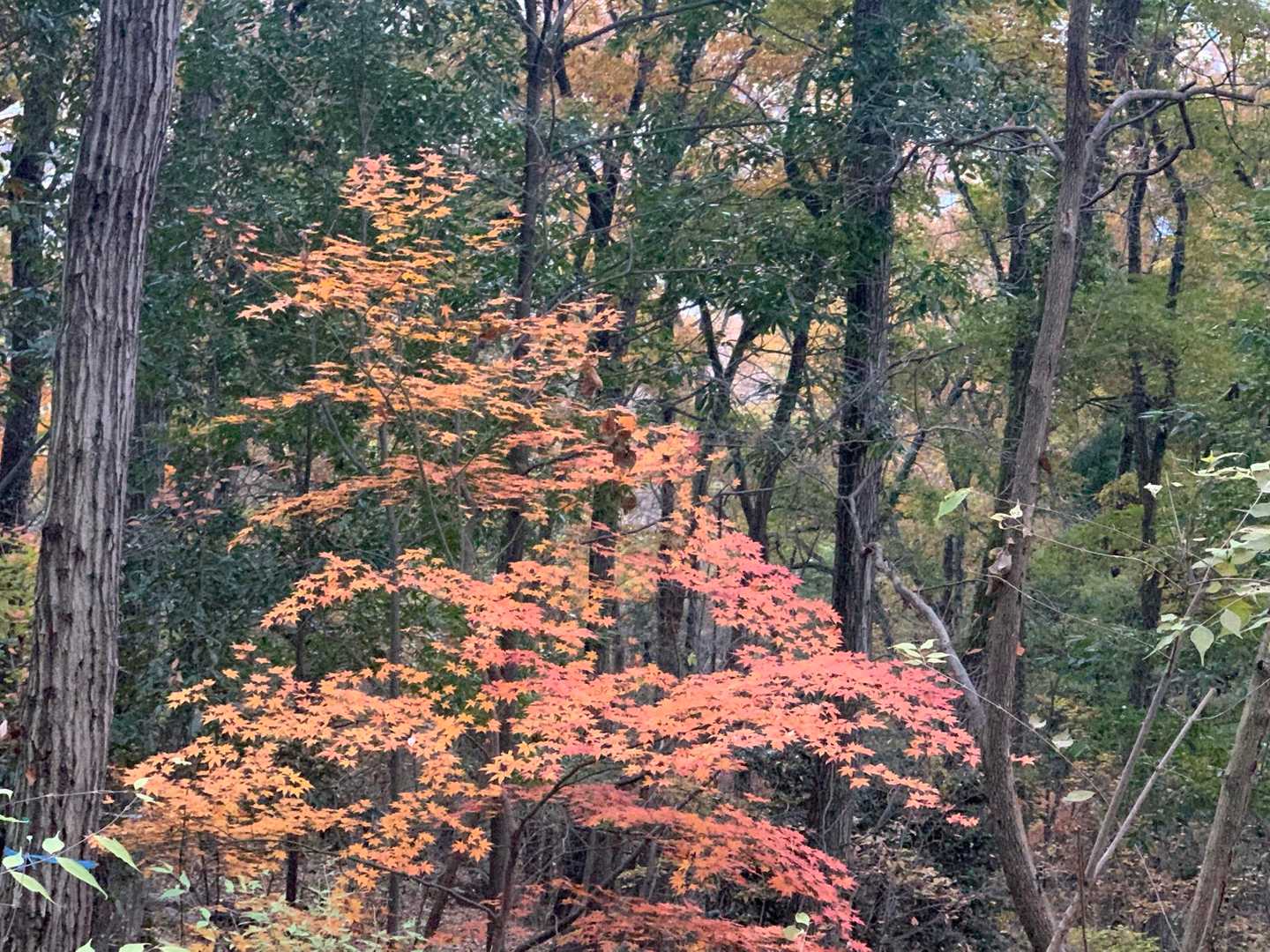 まだ紅葉あったよ
