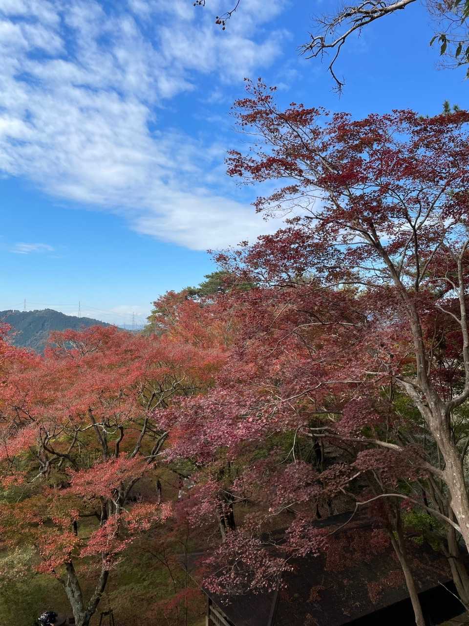 紅葉いい感じ🍁