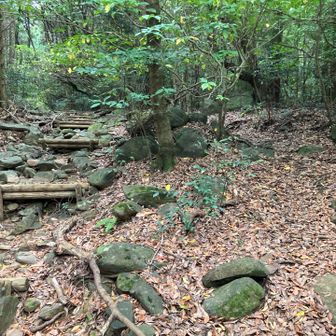 ここも、左ではなく右の登山道の方が歩きやすいです