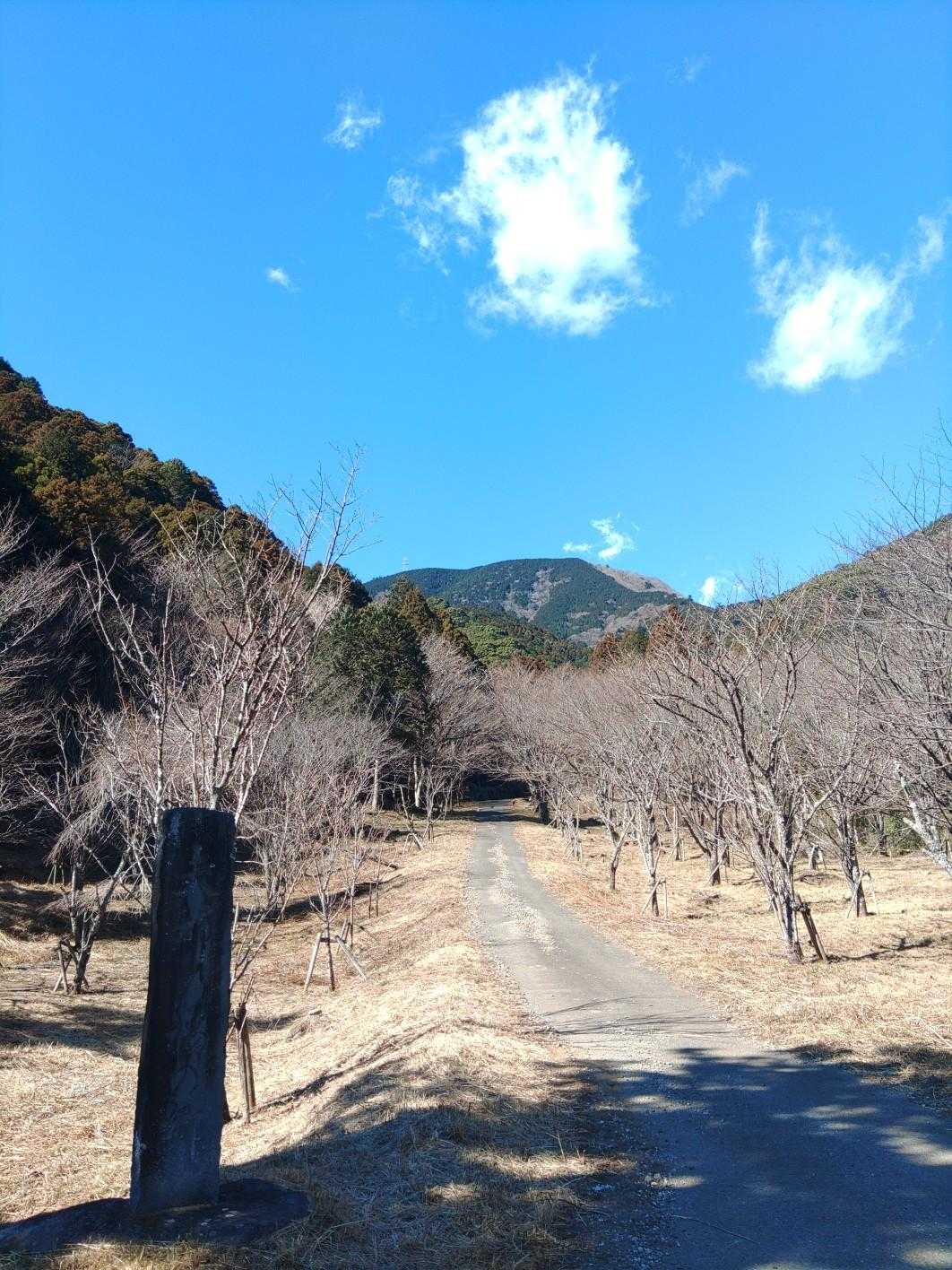 桜なのかな。この辺りは全く咲いておらず。