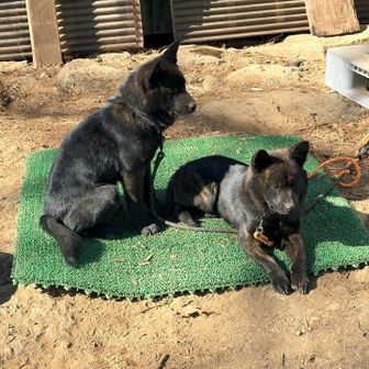 山小屋のワンちゃん