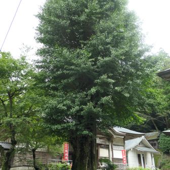 釈迦院の立派な木
