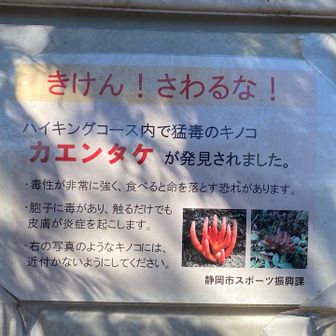 カエンタケが発見されたそうです