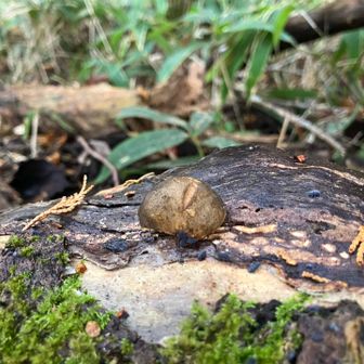 これもキノコかしら？