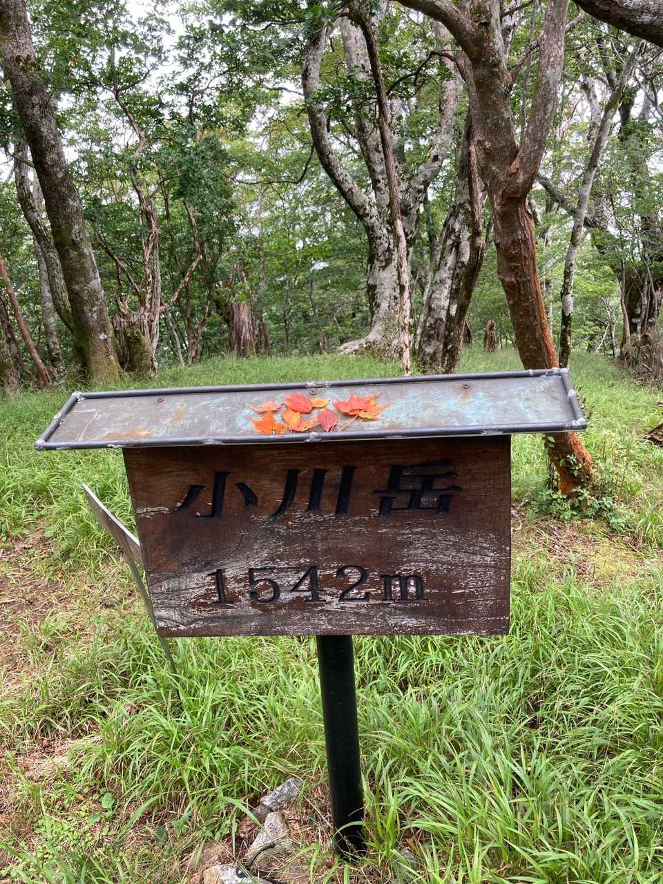 🍁でドレスアップ❓
