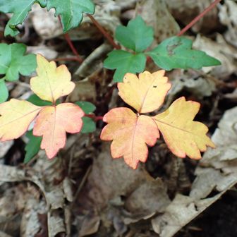 小ちゃな葉が紅葉してる