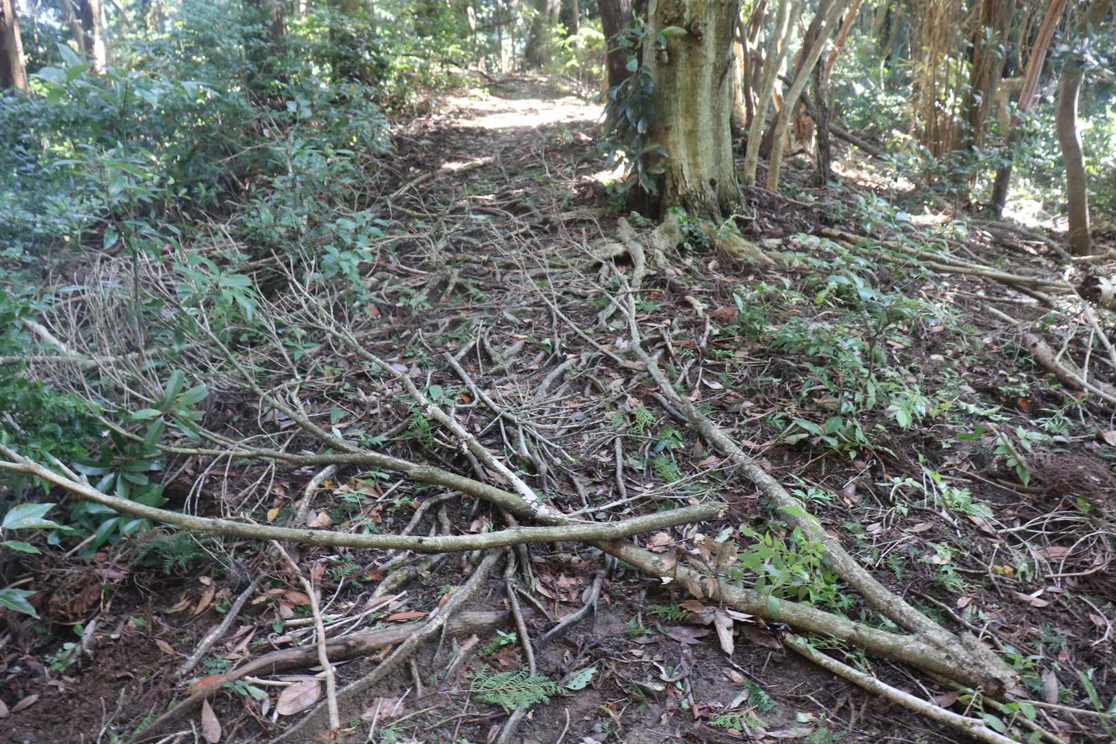 落ちた枝・・・
でも過去の荒れ方と比較したら今回は大したことなし。