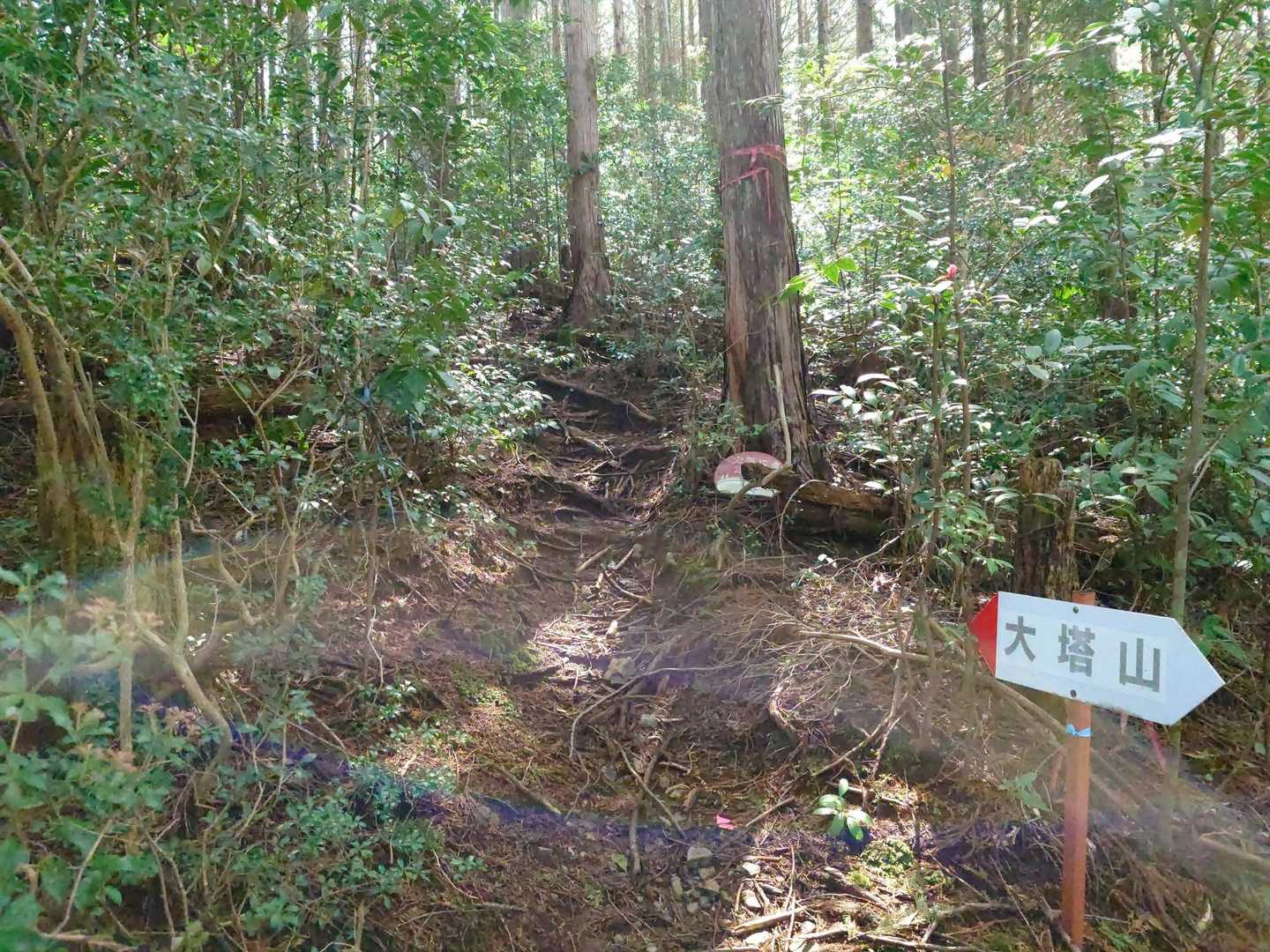 だんだんと登山道が険しくなってきました 😔
