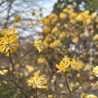 ミツマタが咲いてました